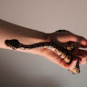 Meet your Posher, Kayla